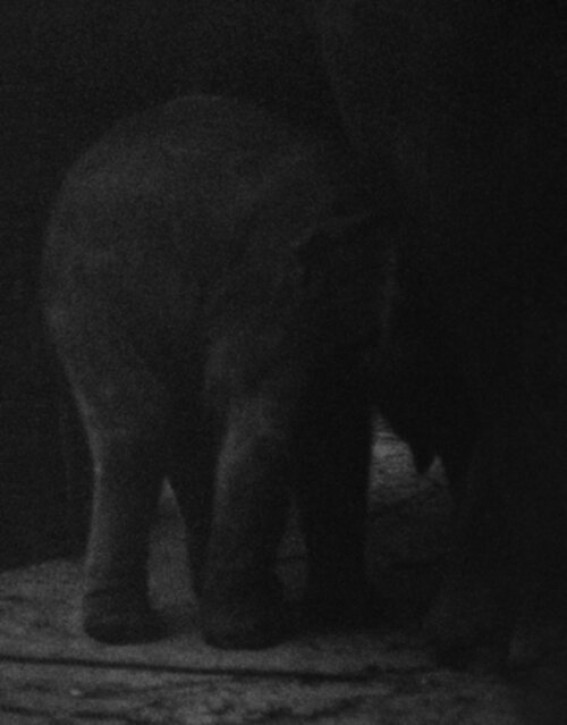 Charlotte Dumas - Entendue