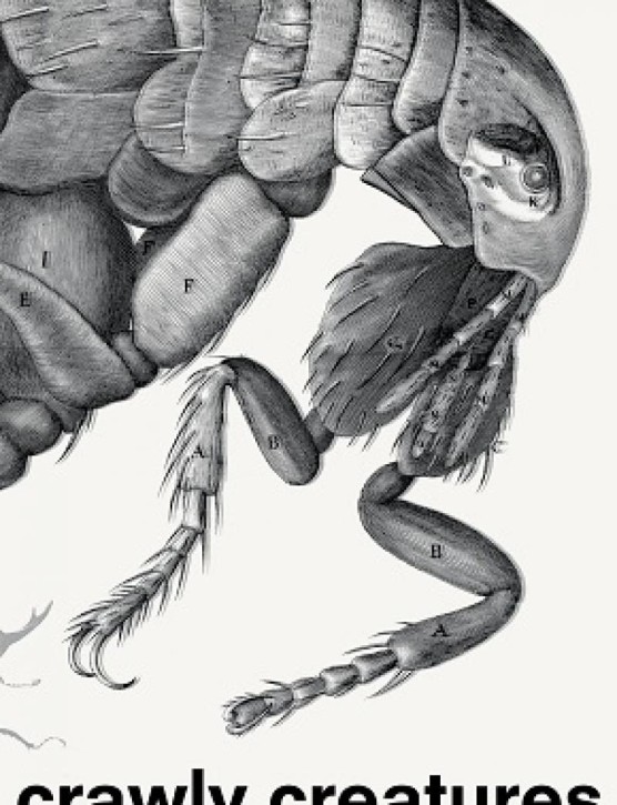 Crawly Creatures: Depiction and Appreciation of Insects and Other Critters in Art and Science 